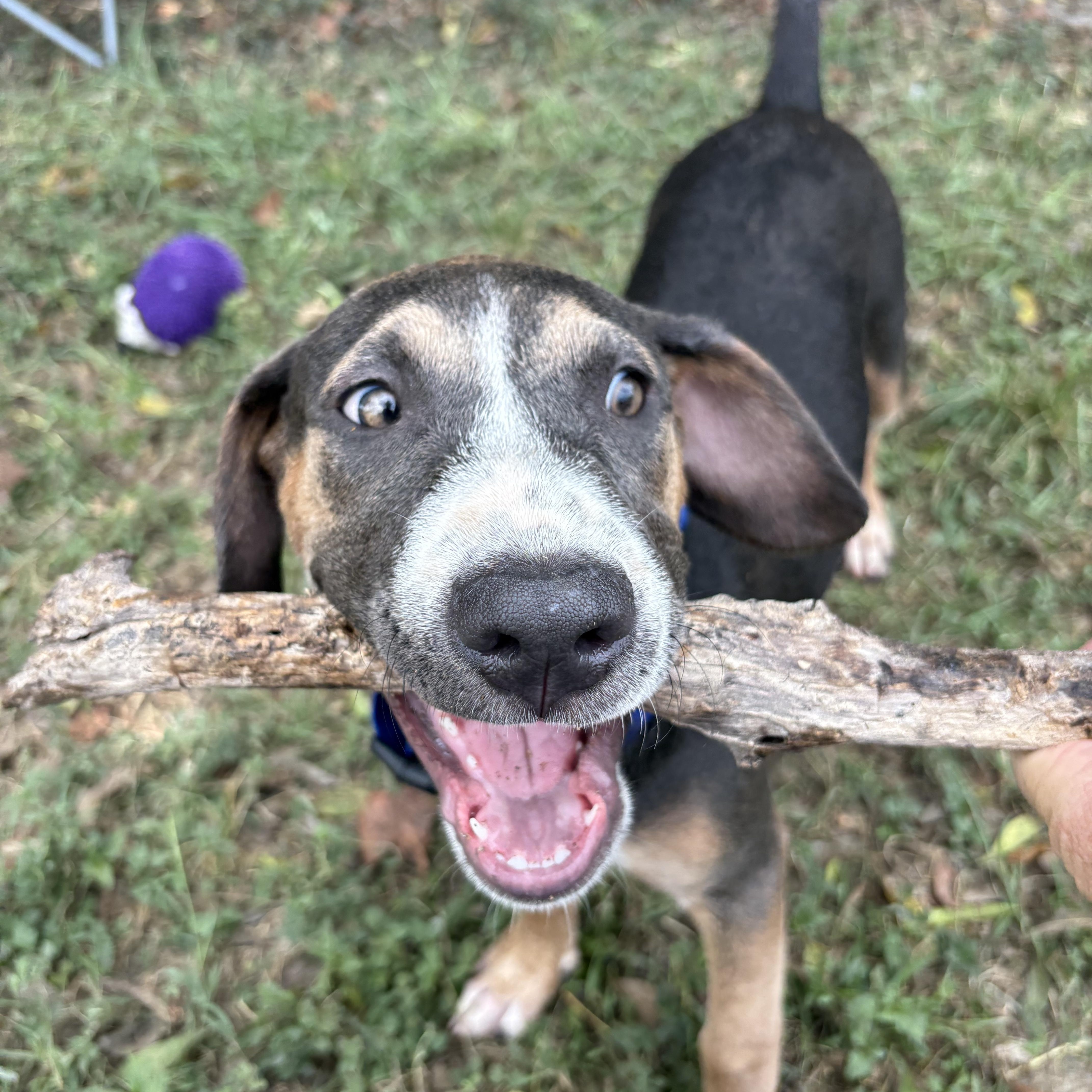 Enlarge Rogue, a Adoptable mixed breed in Cibolo, TX image 1/2