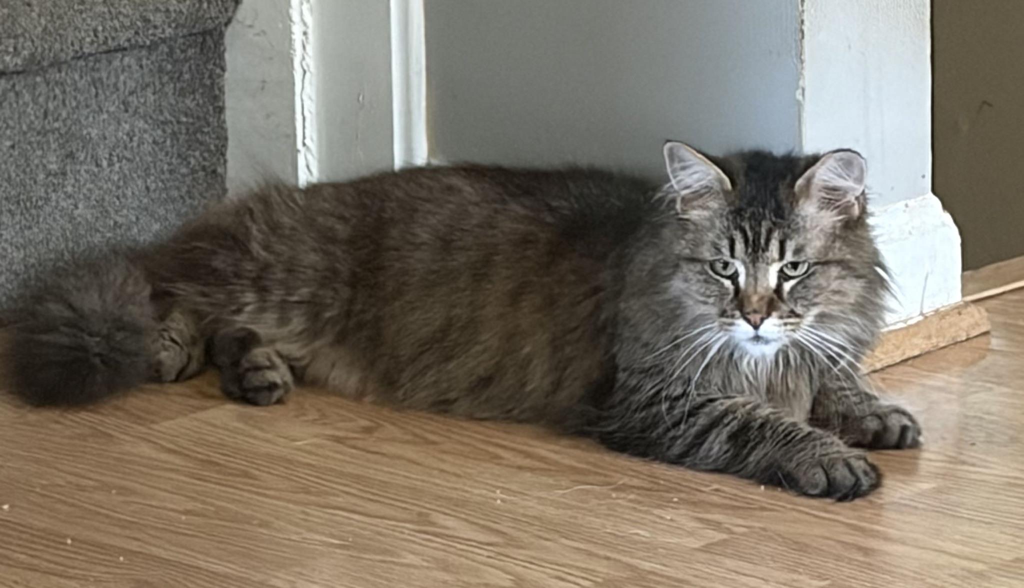 Francesca, ADOPTABLE, Senior Female Domestic Long Hair.