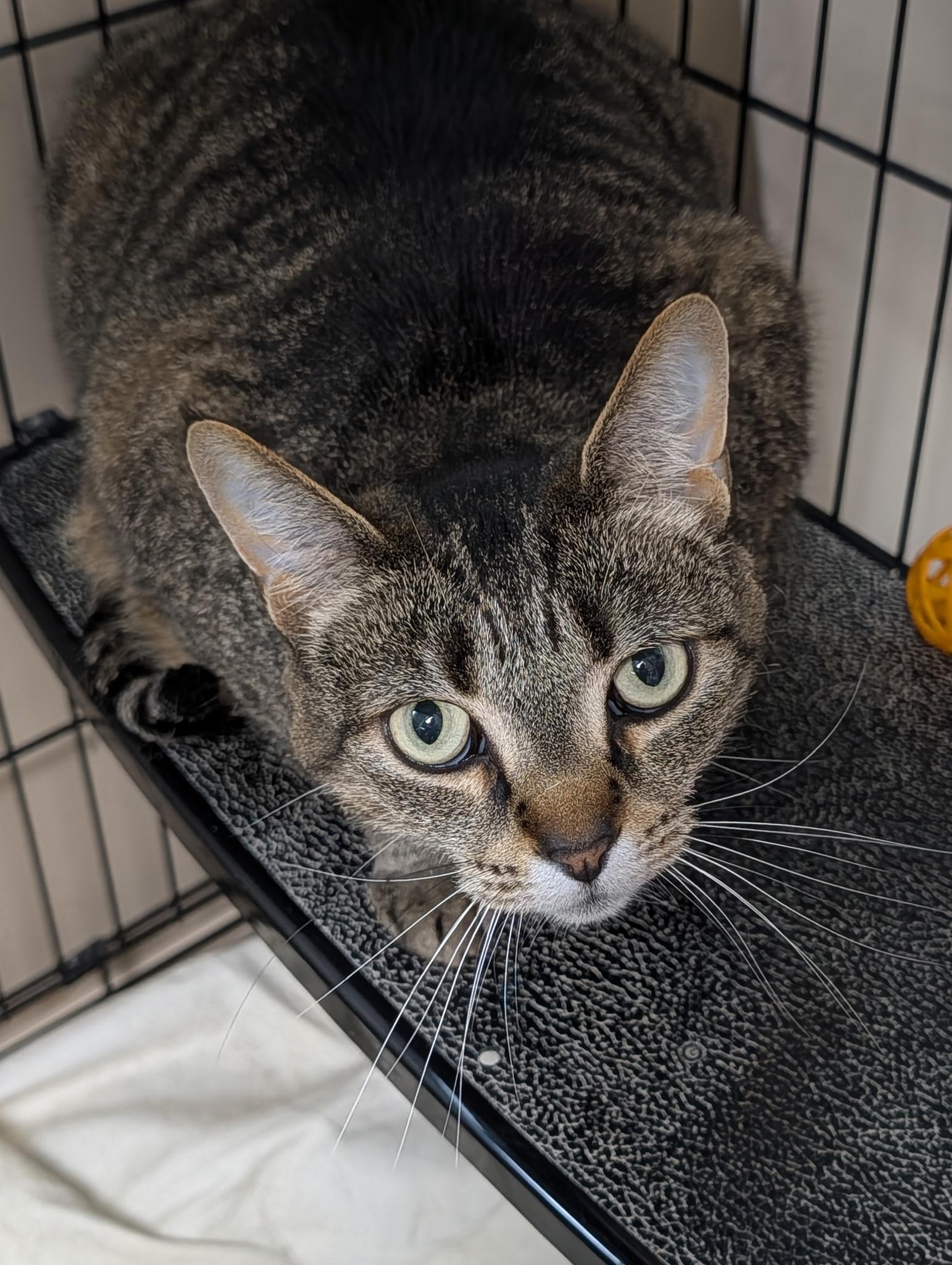 Enlarge Daisy(2), a ADOPTABLE Domestic Short Hair in Lapeer, MI image 2/2