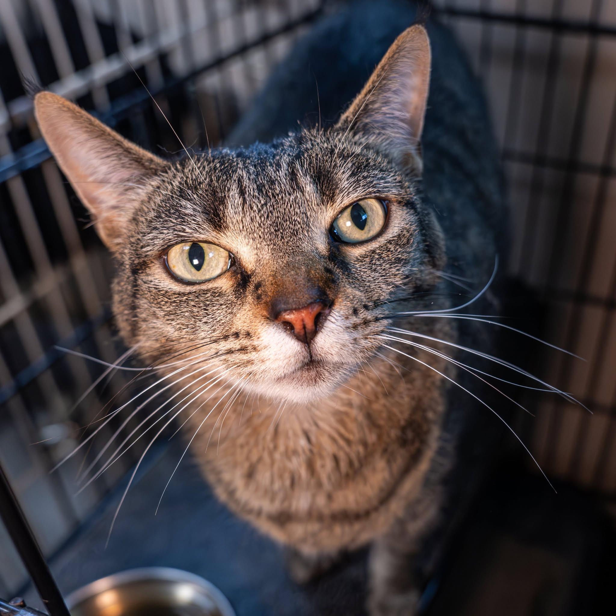 Enlarge Daisy(2), a ADOPTABLE Domestic Short Hair in Lapeer, MI image 1/2