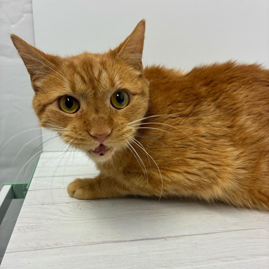 Oatmeal Cream, Adoptable, Senior Male Domestic Short Hair.