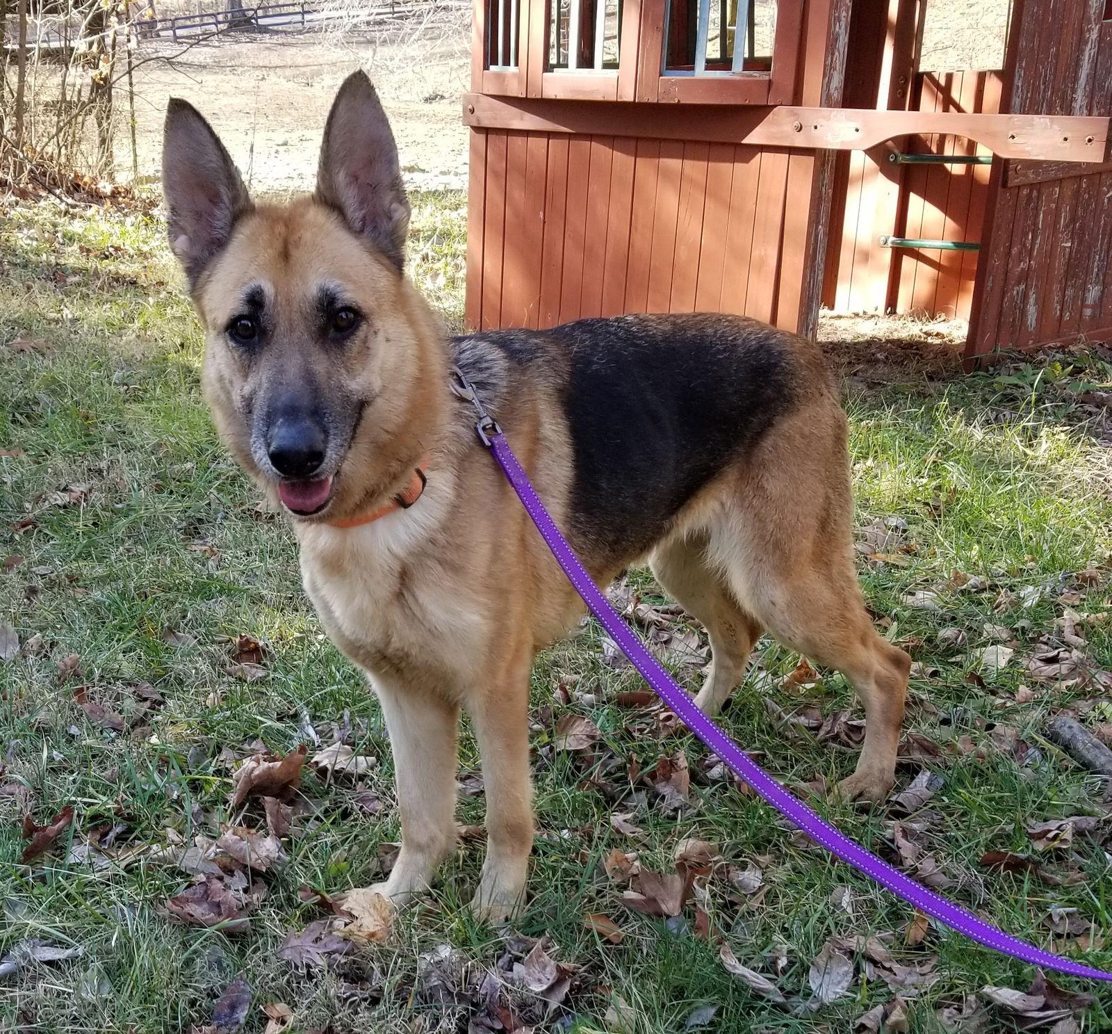 Nora, Adoptable, Adult Female German Shepherd Dog.