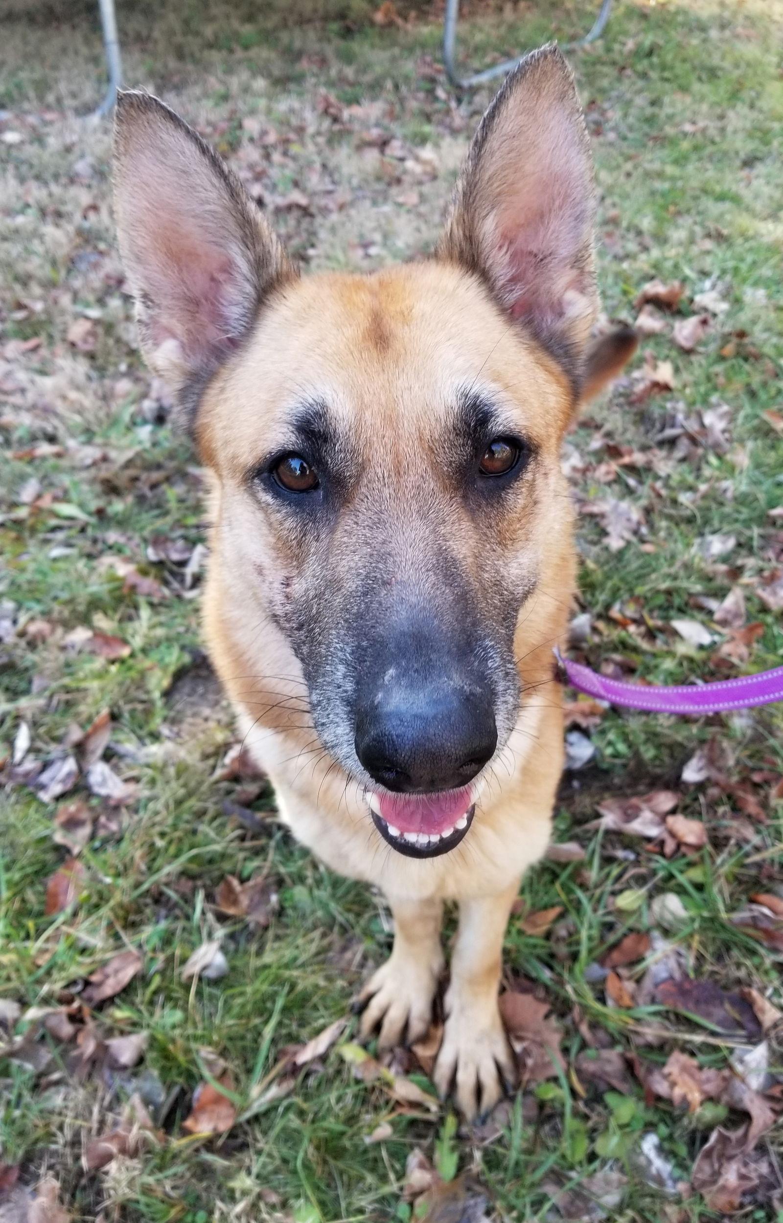 Enlarge Nora, a Adoptable German Shepherd Dog in Louisville, KY image 2/3