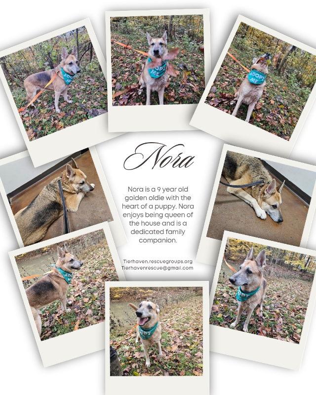 Enlarge Nora, a Adoptable German Shepherd Dog in Louisville, KY image 3/3