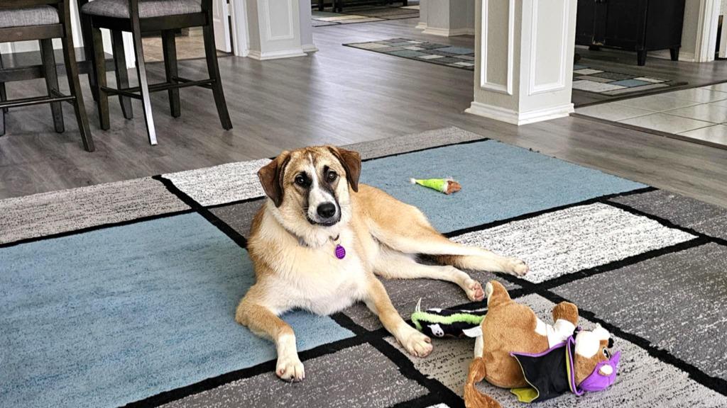 Mercy, Adoptable, Young Female Border Collie & Great Pyrenees.