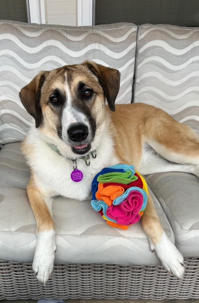 Enlarge Mercy, a Adoptable mixed breed in Arlington, TX image 2/6