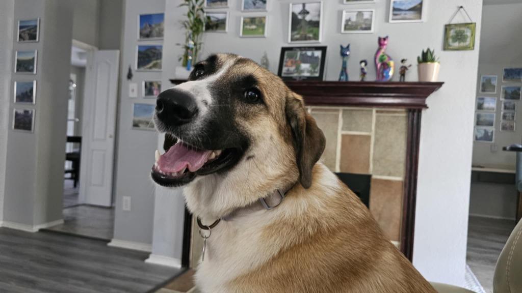 Enlarge Mercy, a Adoptable mixed breed in Arlington, TX image 3/6