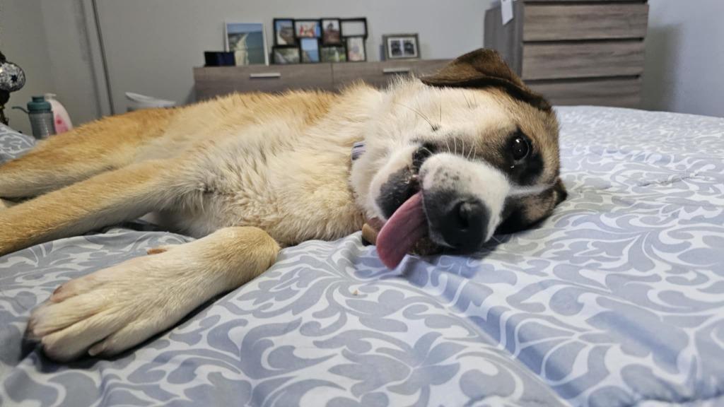 Mercy, Adoptable, Young Female Australian Shepherd & Border Collie.