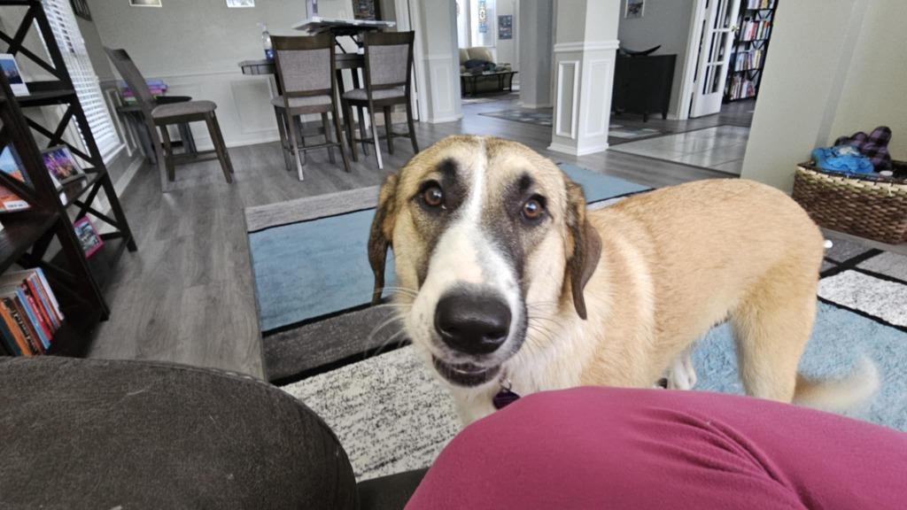 Mercy, Adoptable, Young Female Australian Shepherd & Border Collie.