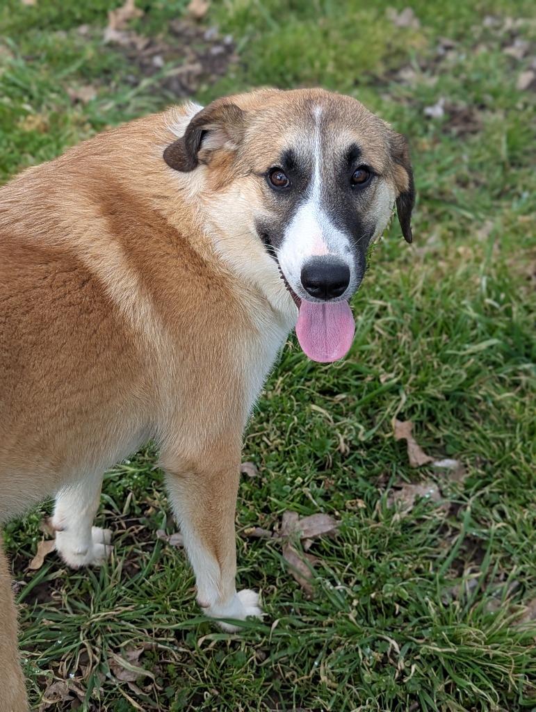 Mercy, Adoptable, Young Female Australian Shepherd & Border Collie.