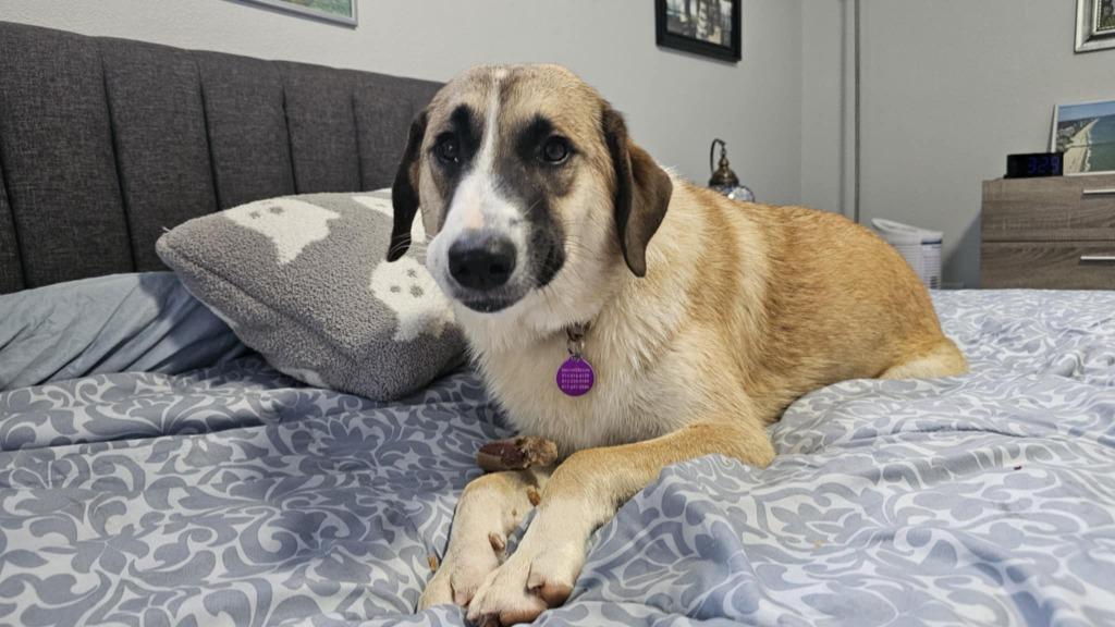 Enlarge Mercy, a Adoptable mixed breed in Arlington, TX image 5/6