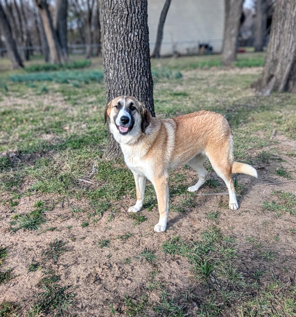 Enlarge Mercy, a Adoptable mixed breed in Arlington, TX image 6/6