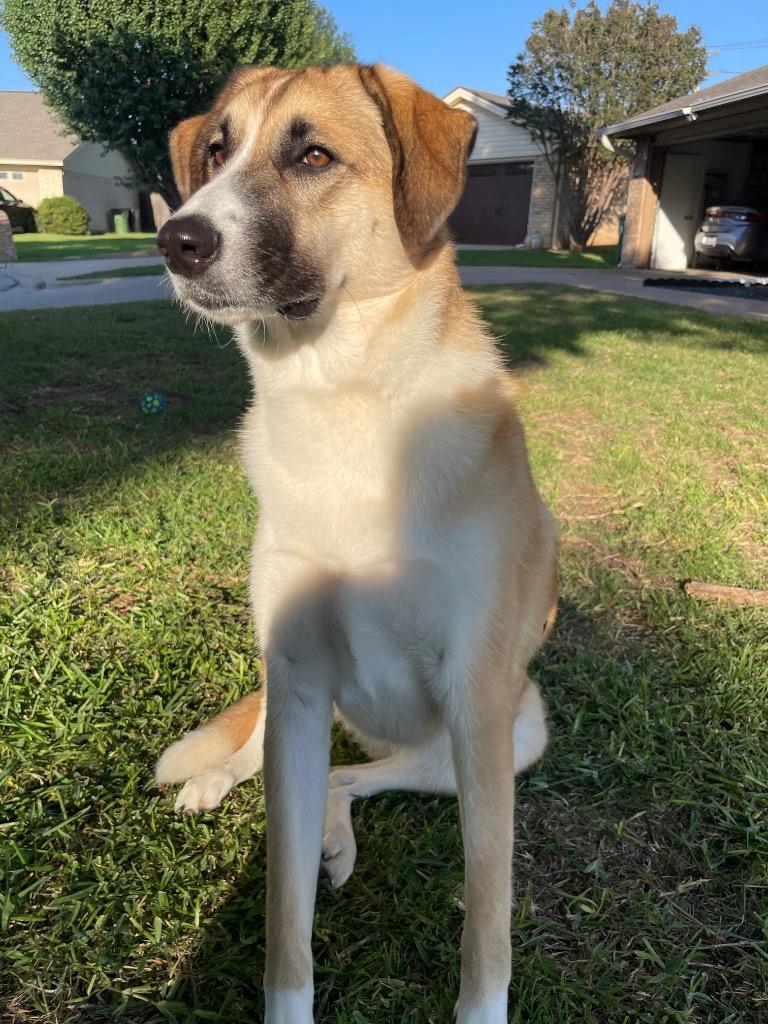 Enlarge Mercy, a Adoptable mixed breed in Arlington, TX image 6/6