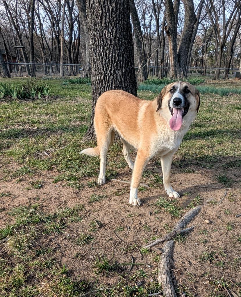 Mercy, a Adoptable mixed breed in Arlington, TX image 6/6