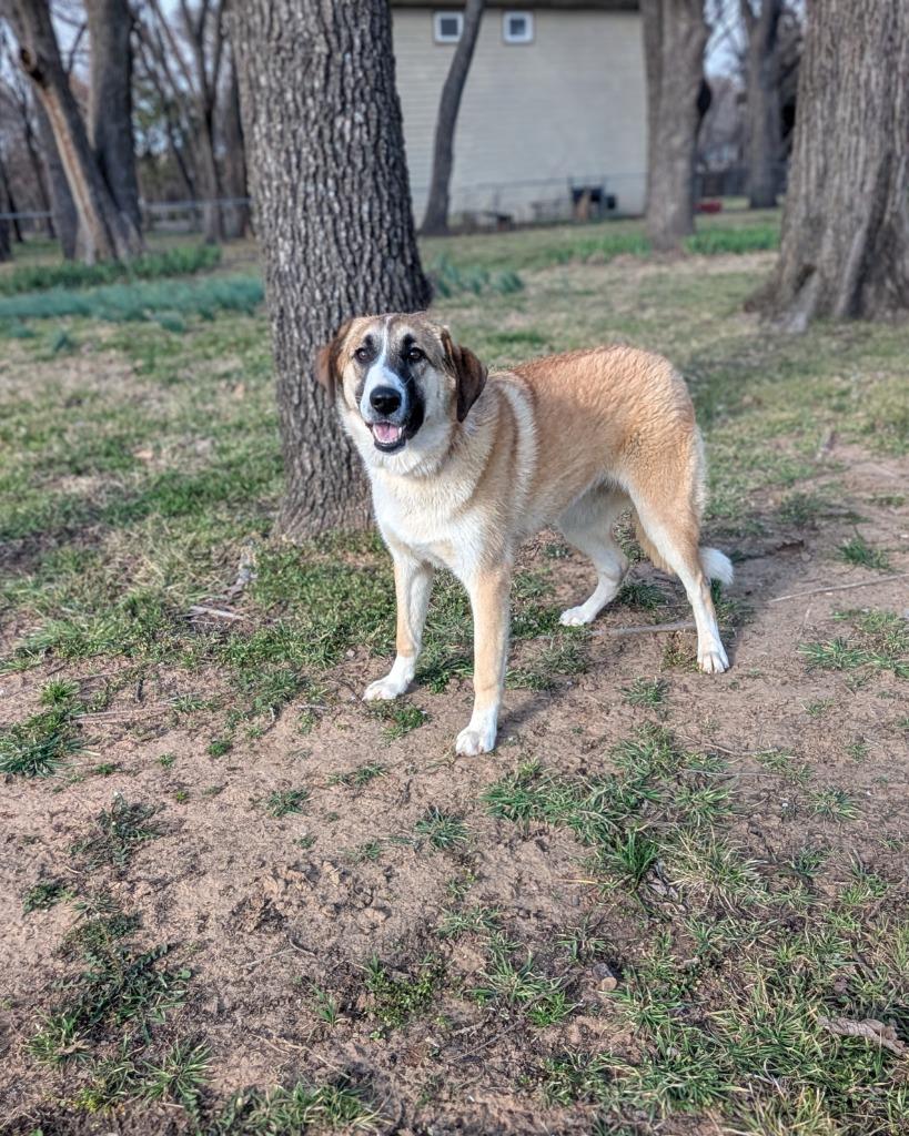 Enlarge Mercy, a Adoptable mixed breed in Arlington, TX image 6/6