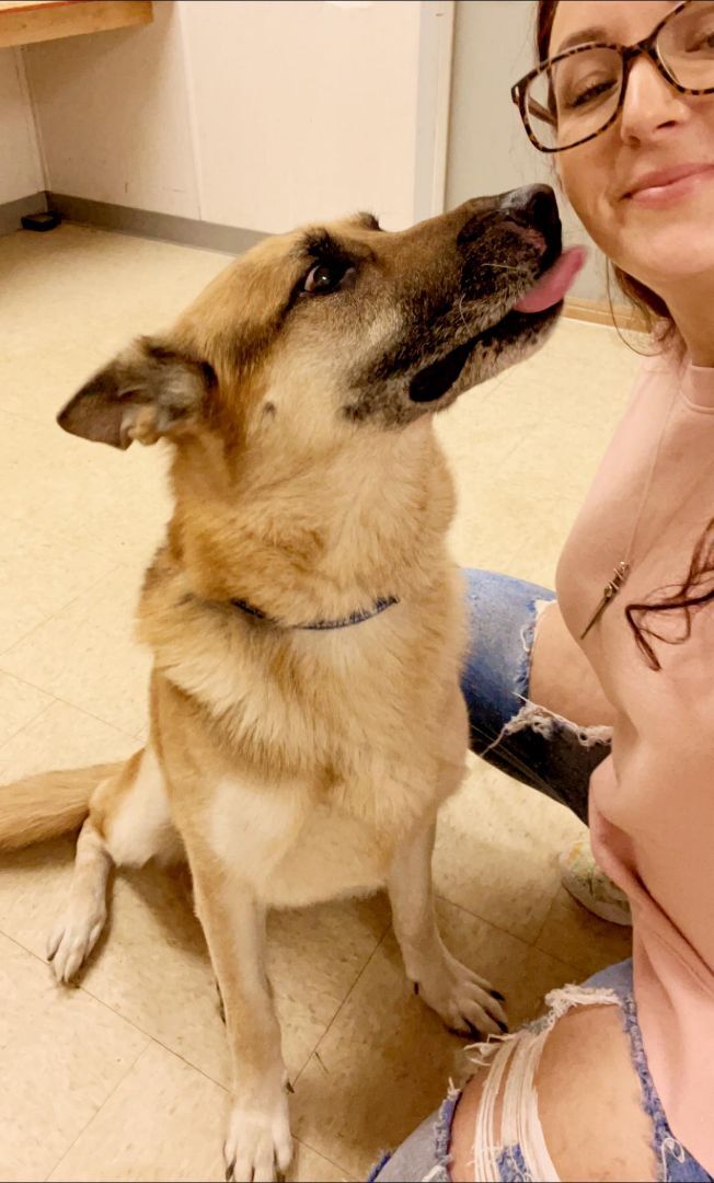 Zeus, Adopted, Adult Male German Shepherd Dog.