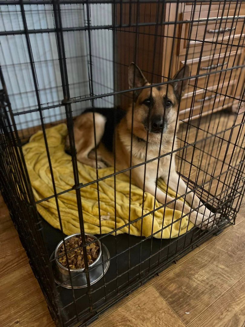 Zeus, a Adopted German Shepherd Dog in Clinton, NC image 2/14