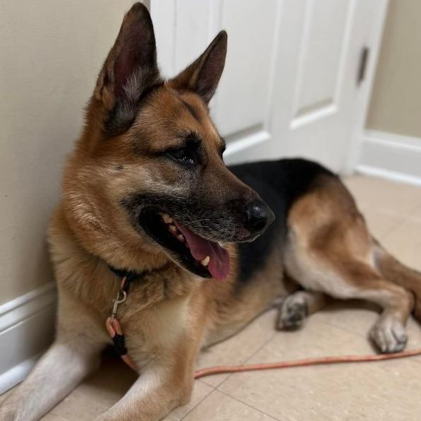 Zeus, a Adopted German Shepherd Dog in Clinton, NC image 3/14