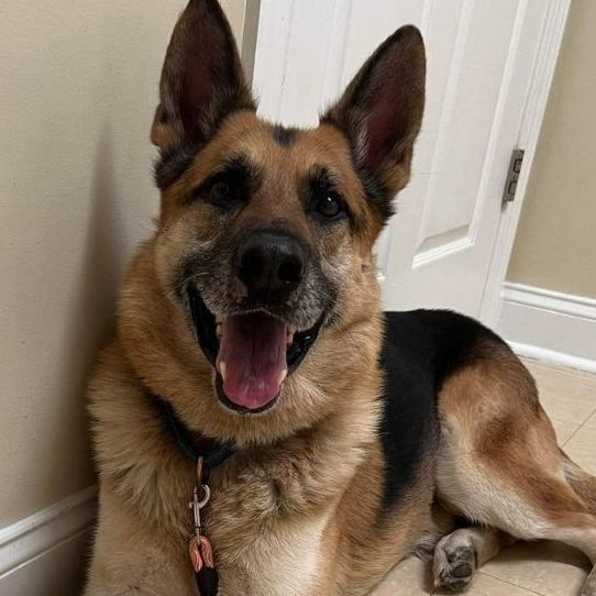 Zeus, Adopted, Adult Male German Shepherd Dog.
