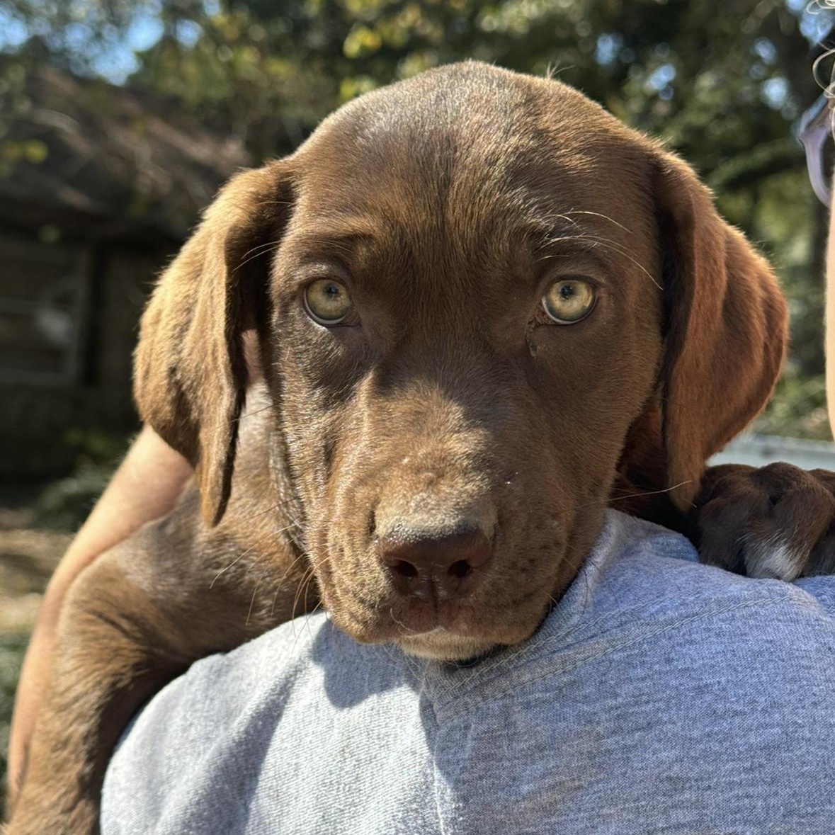 Dog for adoption Miranda, a Chocolate Labrador Retriever Mix in
