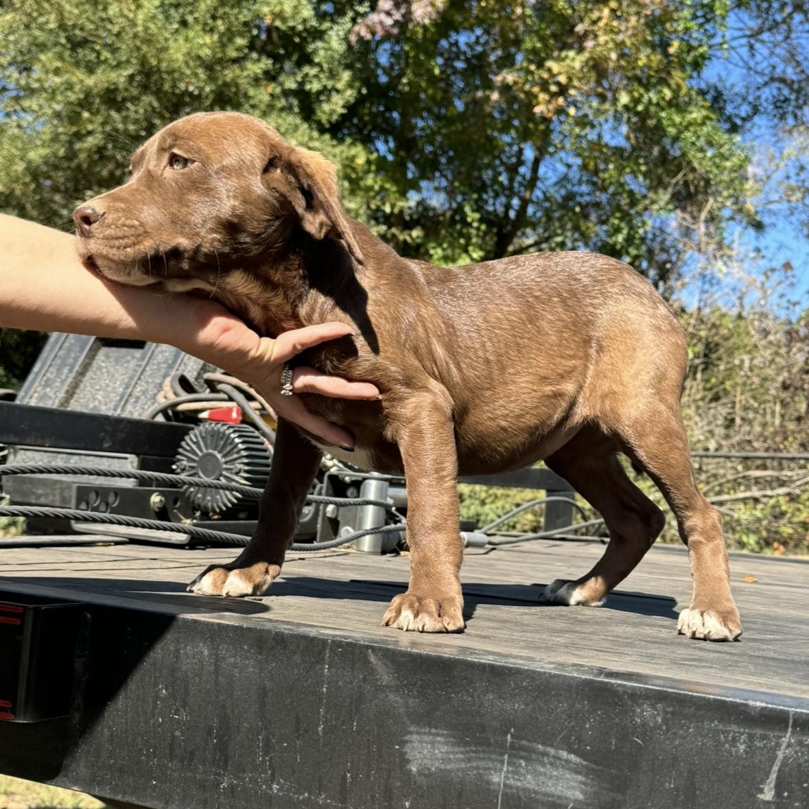 Dog for adoption Miranda, a Chocolate Labrador Retriever Mix in