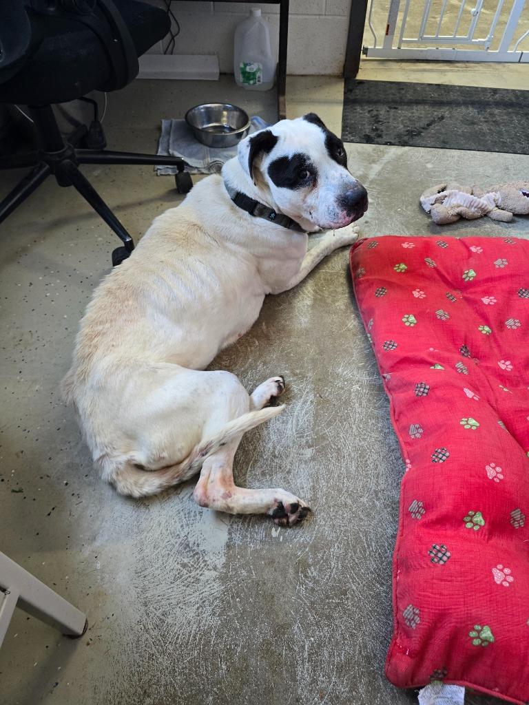 Cookie, Adoptable, Senior Female Pit Bull Terrier.