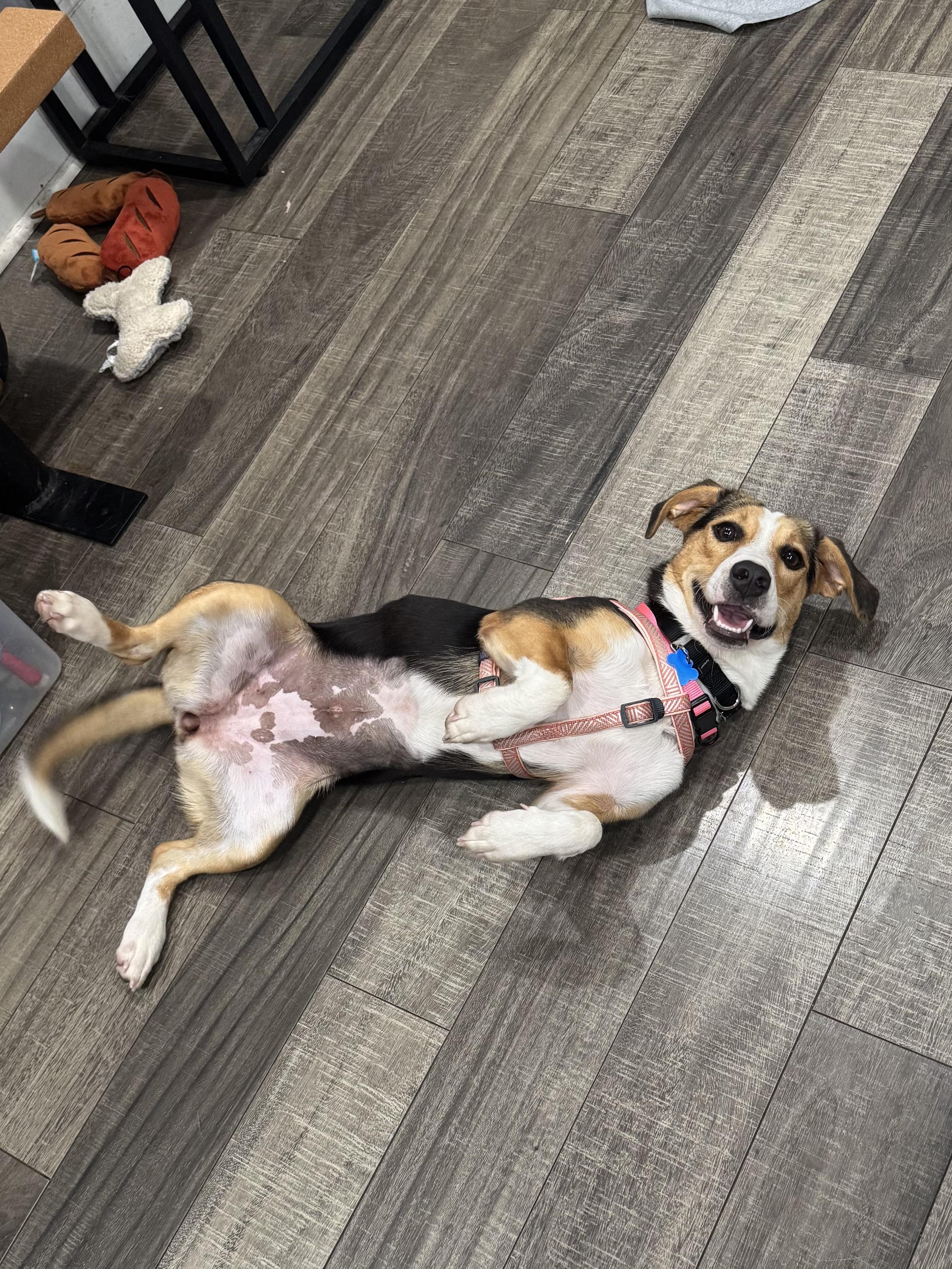 Tori, a ADOPTABLE mixed breed in Mahwah, NJ image 2/6