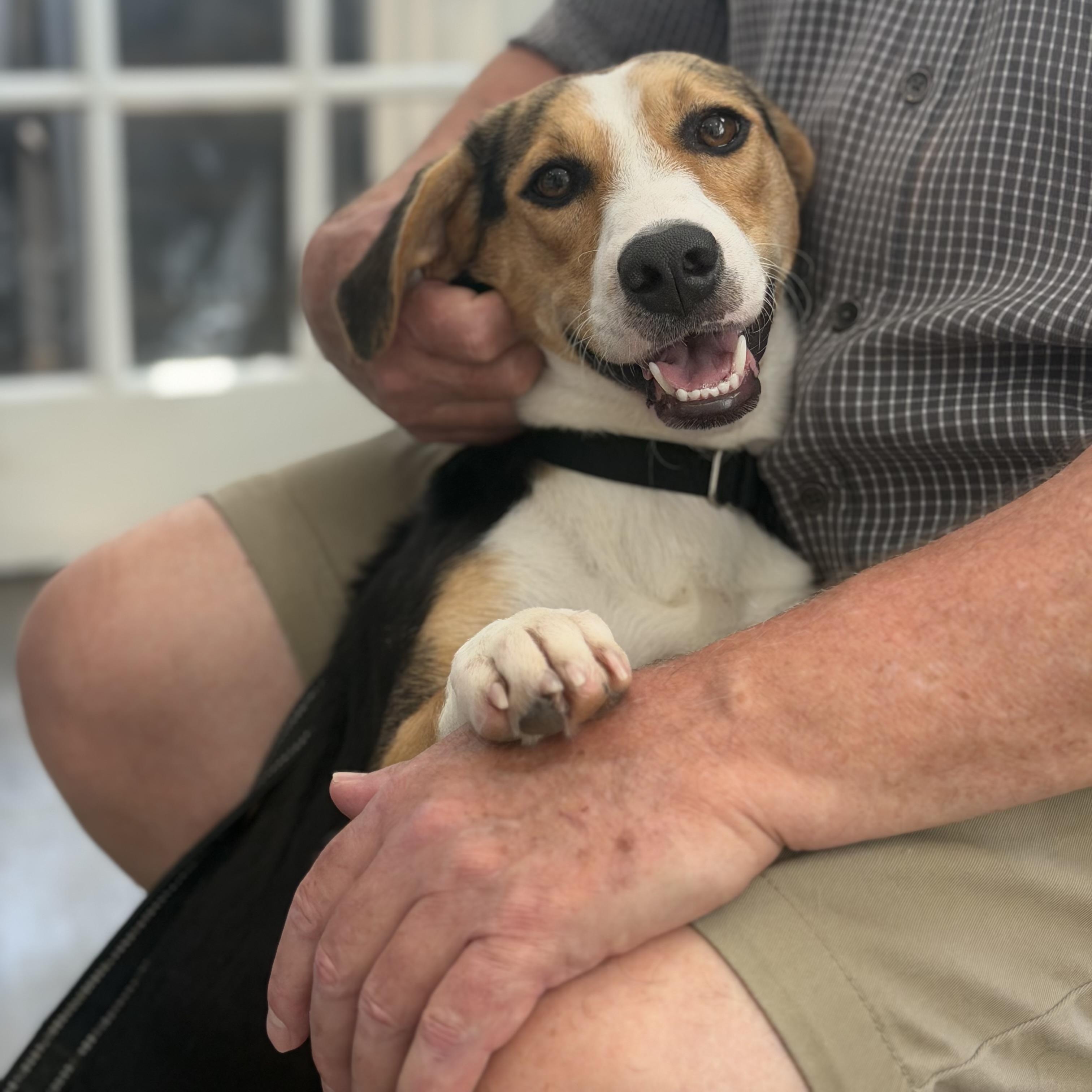 Tori, a ADOPTABLE mixed breed in Mahwah, NJ image 4/6