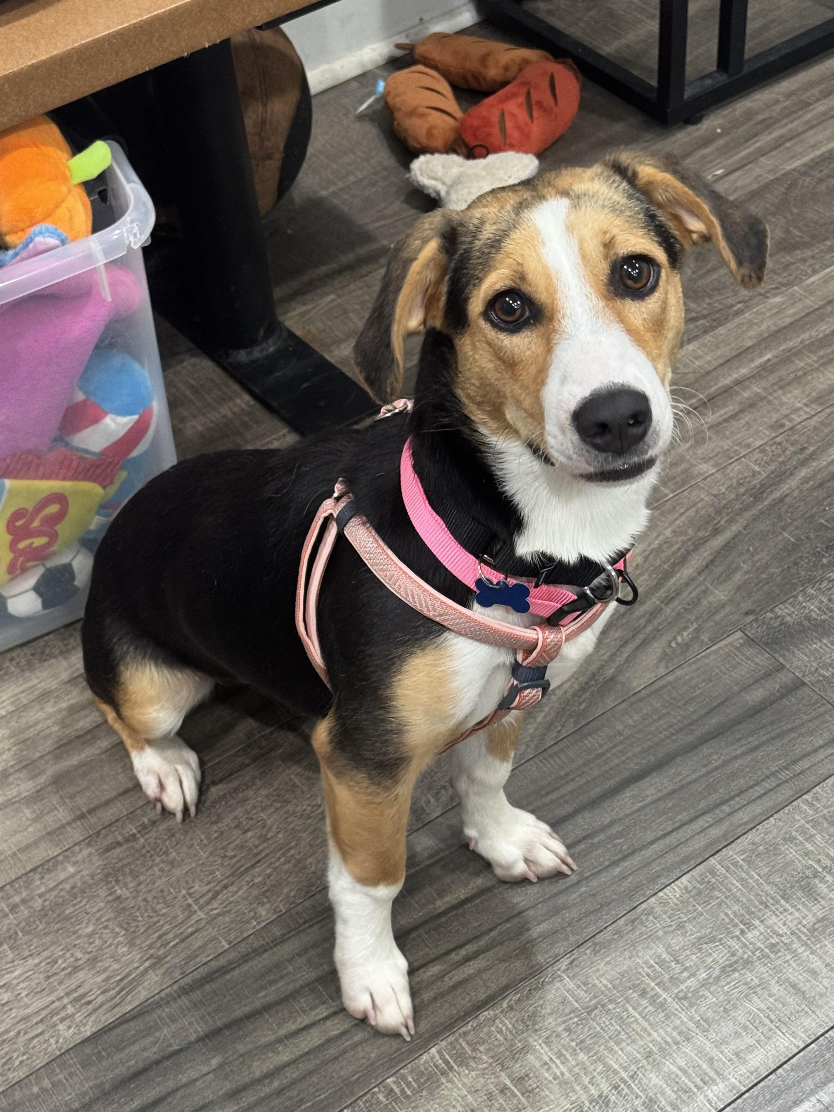 Tori, ADOPTABLE, Puppy Female Basset Hound.