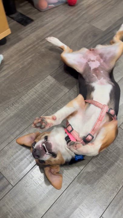 Enlarge Tori, a ADOPTABLE mixed breed in Mahwah, NJ video 3/6