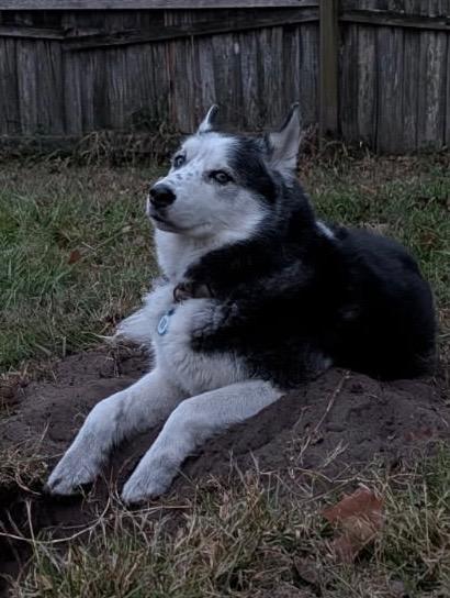 Enlarge Bandit, a Adoptable Husky in New Smyrna Beach, FL image 3/6