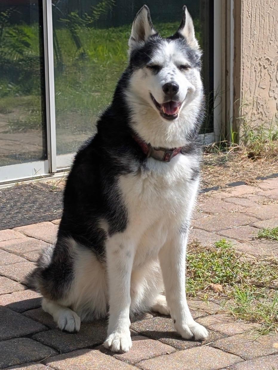Bandit, Adoptable, Adult Male Husky.