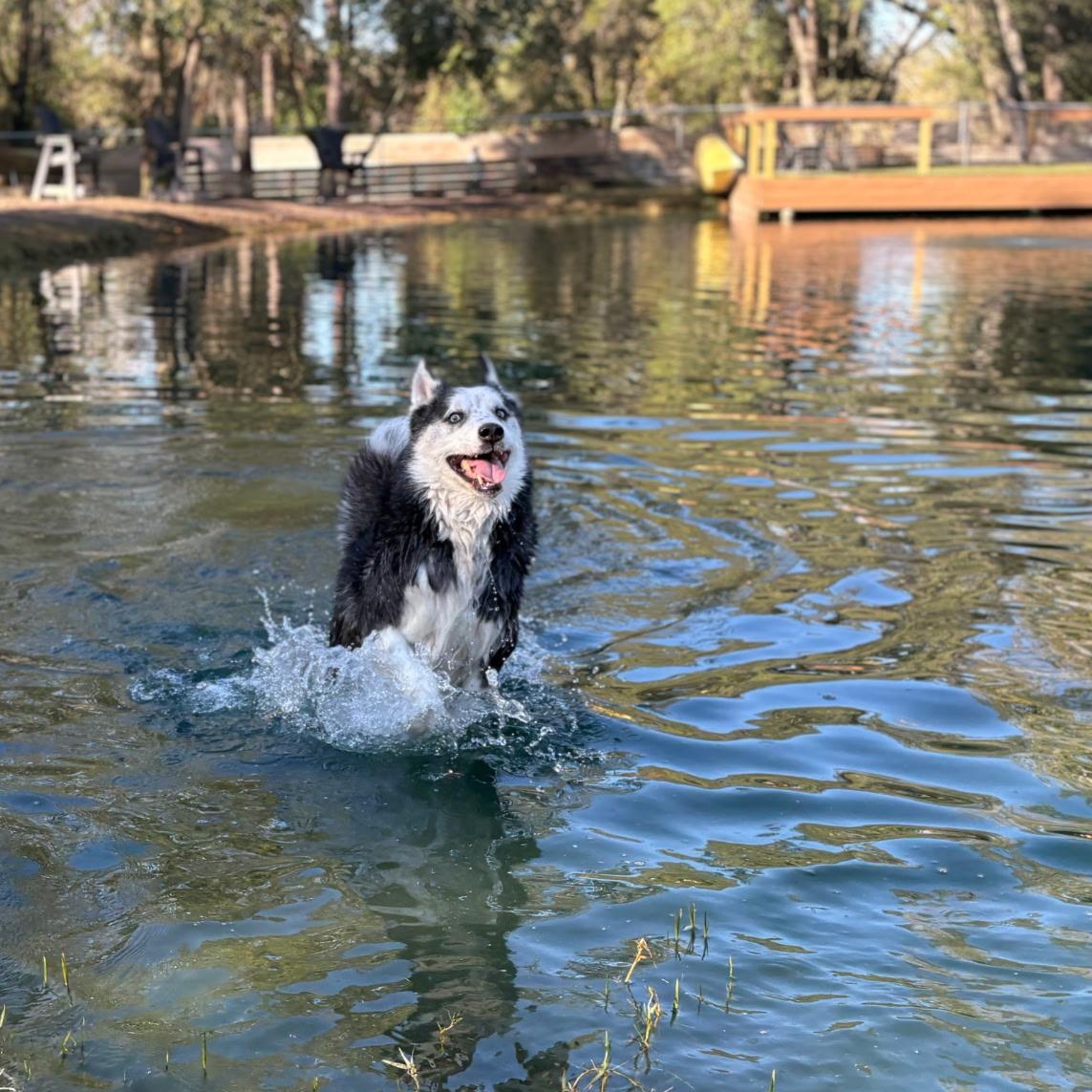 Bandit, Adoptable, Adult Male Husky.