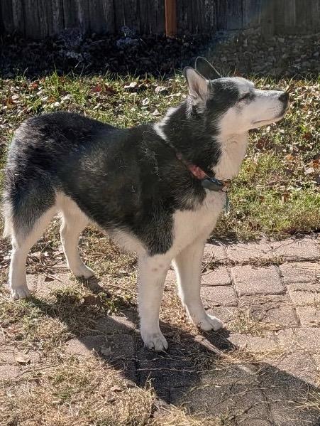 Enlarge Bandit, a Adoptable Husky in New Smyrna Beach, FL image 6/6