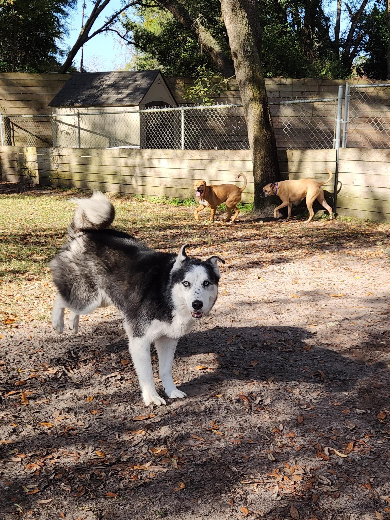 Enlarge Bandit, a Adoptable Husky in New Smyrna Beach, FL image 5/6