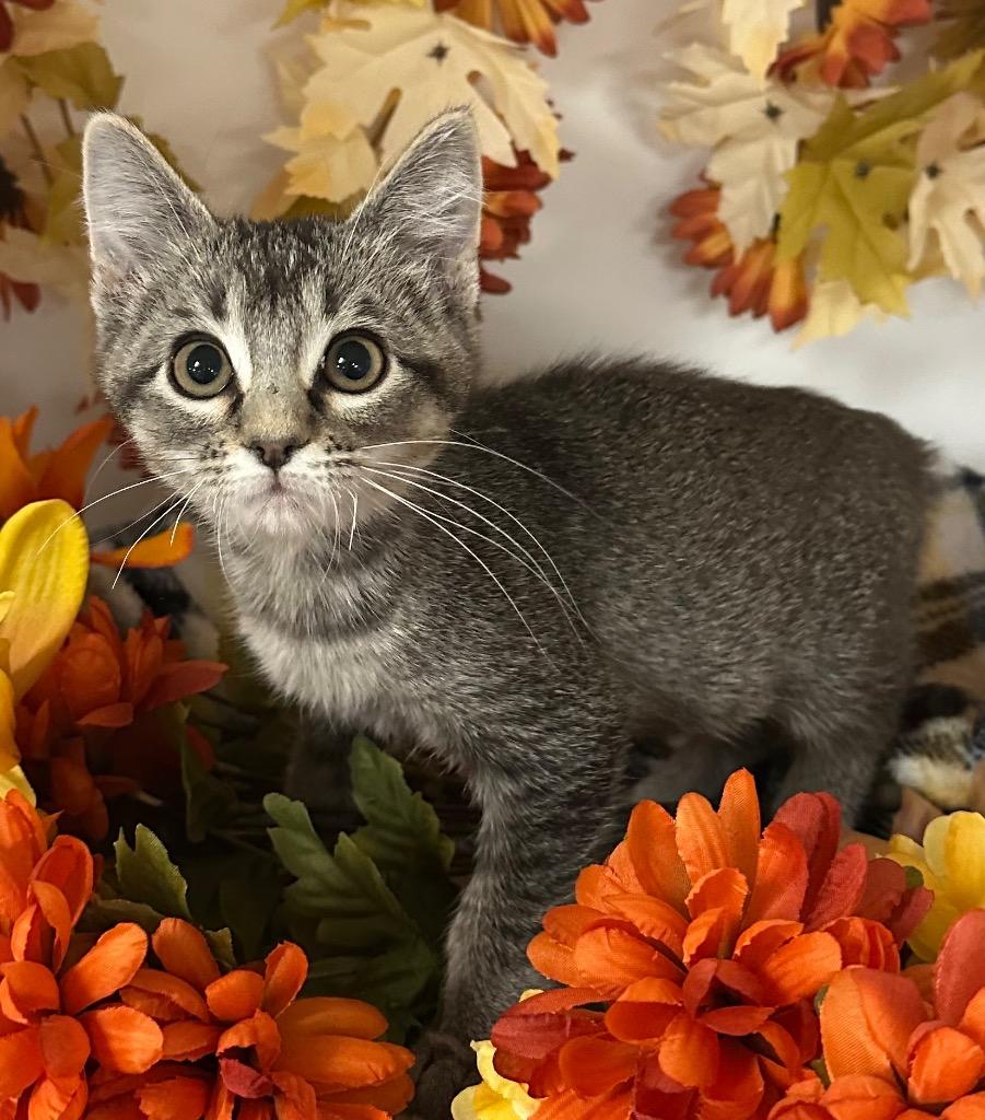 Enlarge 7/18/25 - Saint Helens, a Adoptable mixed breed in Stillwater, OK image 1/1