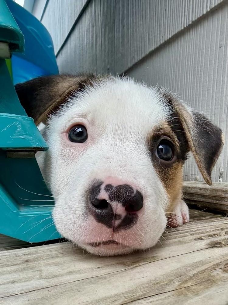 Opie, Adoptable, Puppy Male Labrador Retriever & Pit Bull Terrier.