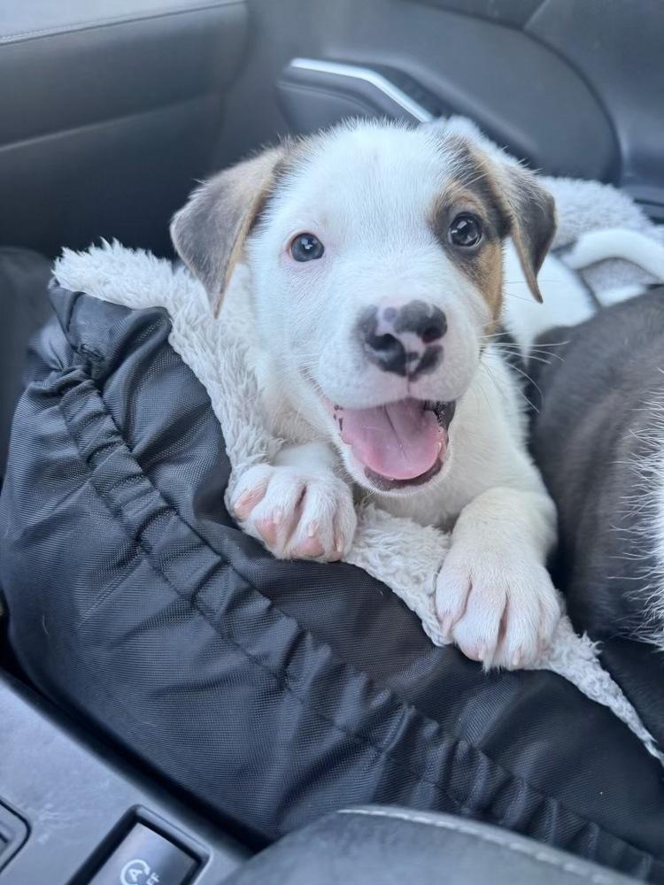 Enlarge Opie, a Adoptable mixed breed in Greenlawn, NY image 2/6