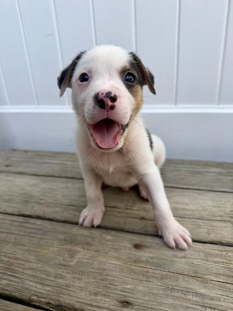Enlarge Opie, a Adoptable mixed breed in Greenlawn, NY image 3/6
