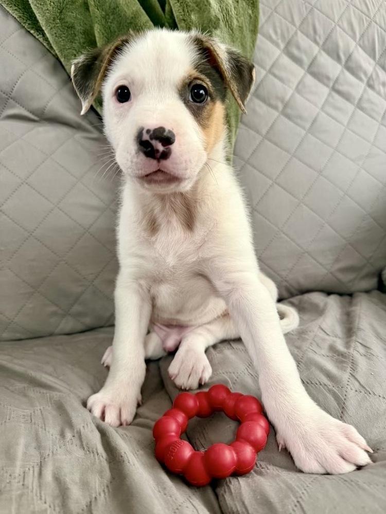 Enlarge Opie, a Adoptable mixed breed in Greenlawn, NY image 4/6