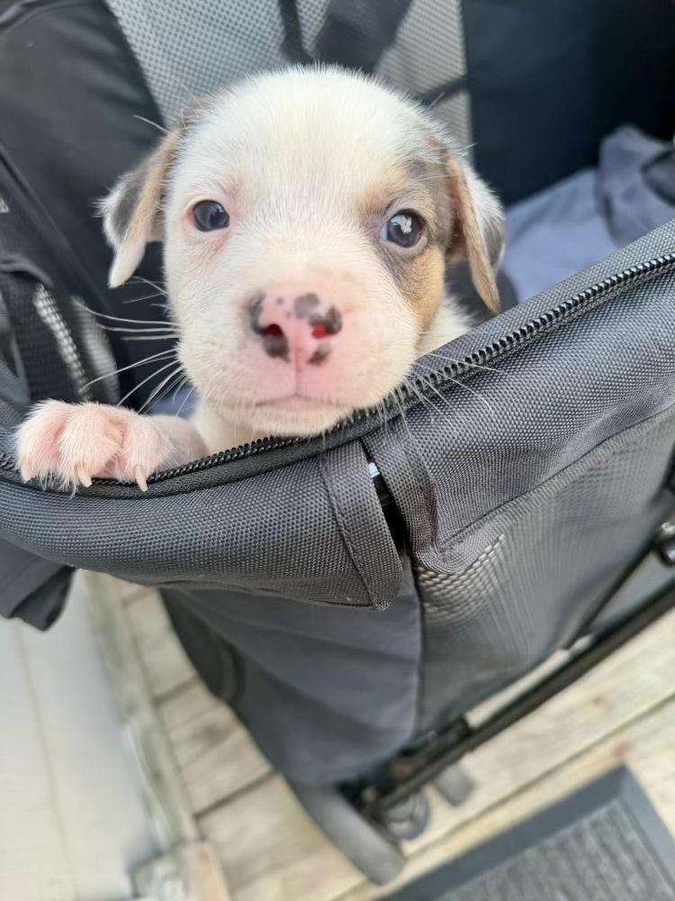 Enlarge Opie, a Adoptable mixed breed in Greenlawn, NY image 5/6