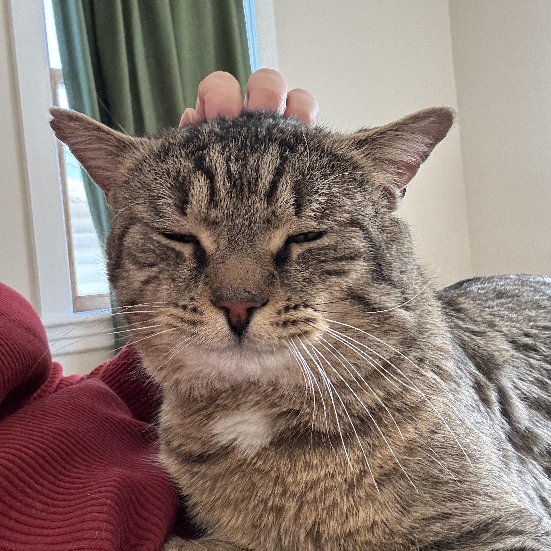 Enlarge Hadrian, a ADOPTABLE Domestic Short Hair in Lemoyne, PA image 1/5