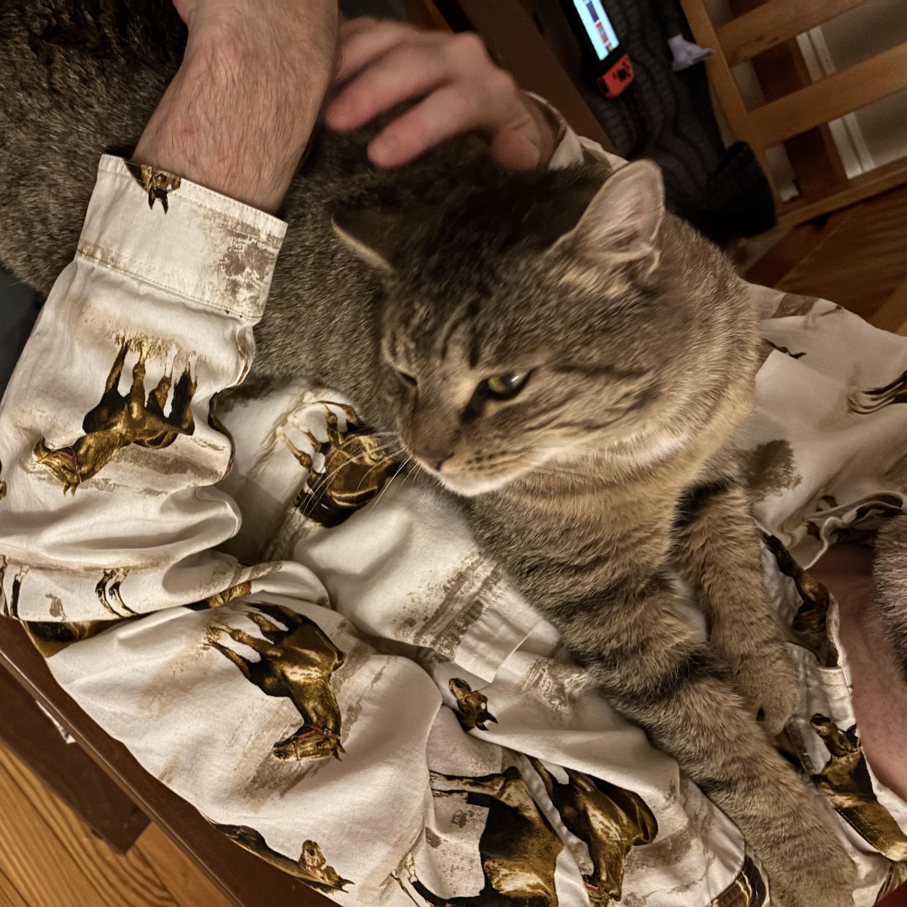 Enlarge Hadrian, a ADOPTABLE Domestic Short Hair in Lemoyne, PA image 4/5