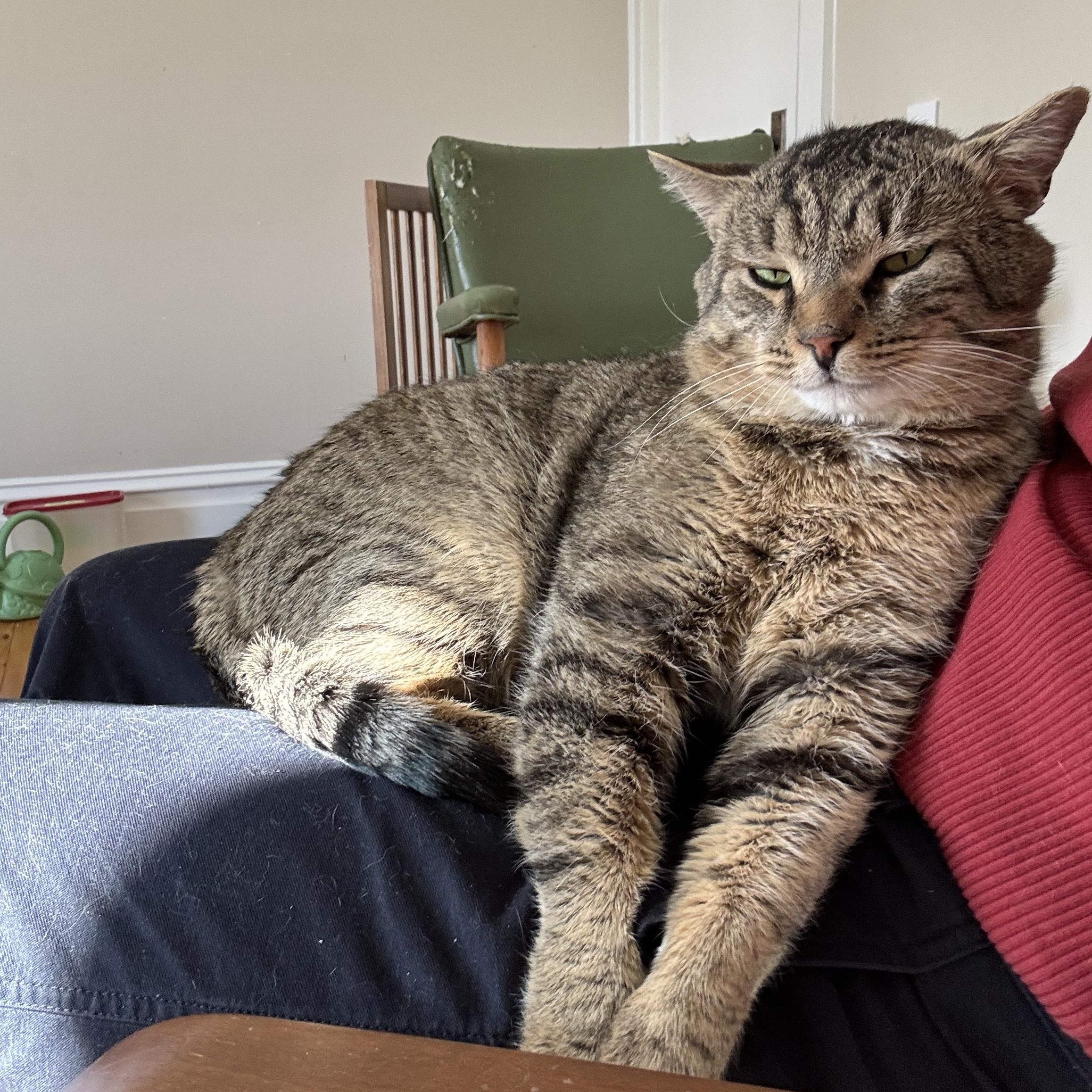 Enlarge Hadrian, a ADOPTABLE Domestic Short Hair in Lemoyne, PA image 5/5