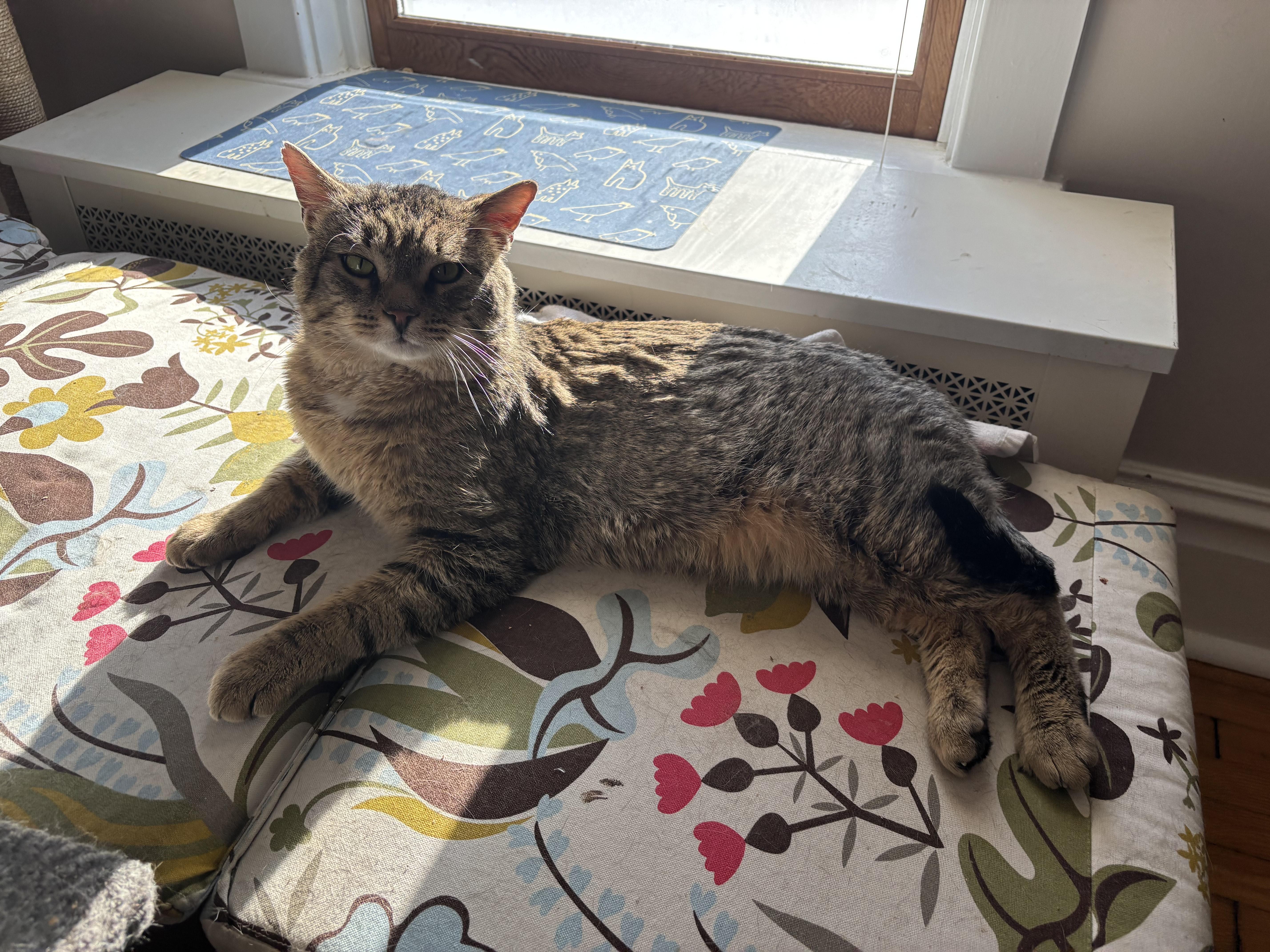 Enlarge Hadrian, a ADOPTABLE Domestic Short Hair in Lemoyne, PA image 3/5