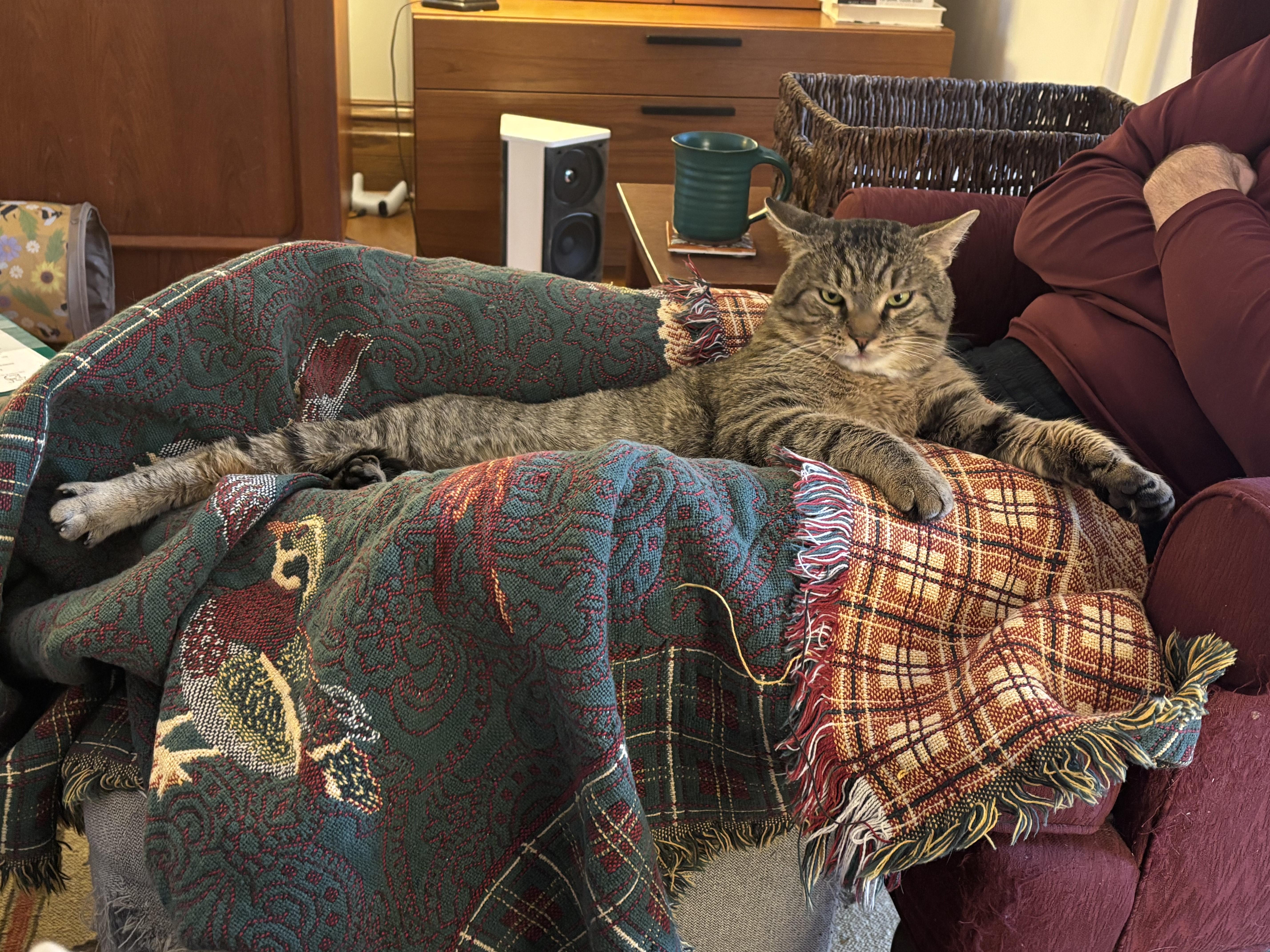 Enlarge Hadrian, a ADOPTABLE Domestic Short Hair in Lemoyne, PA image 2/5