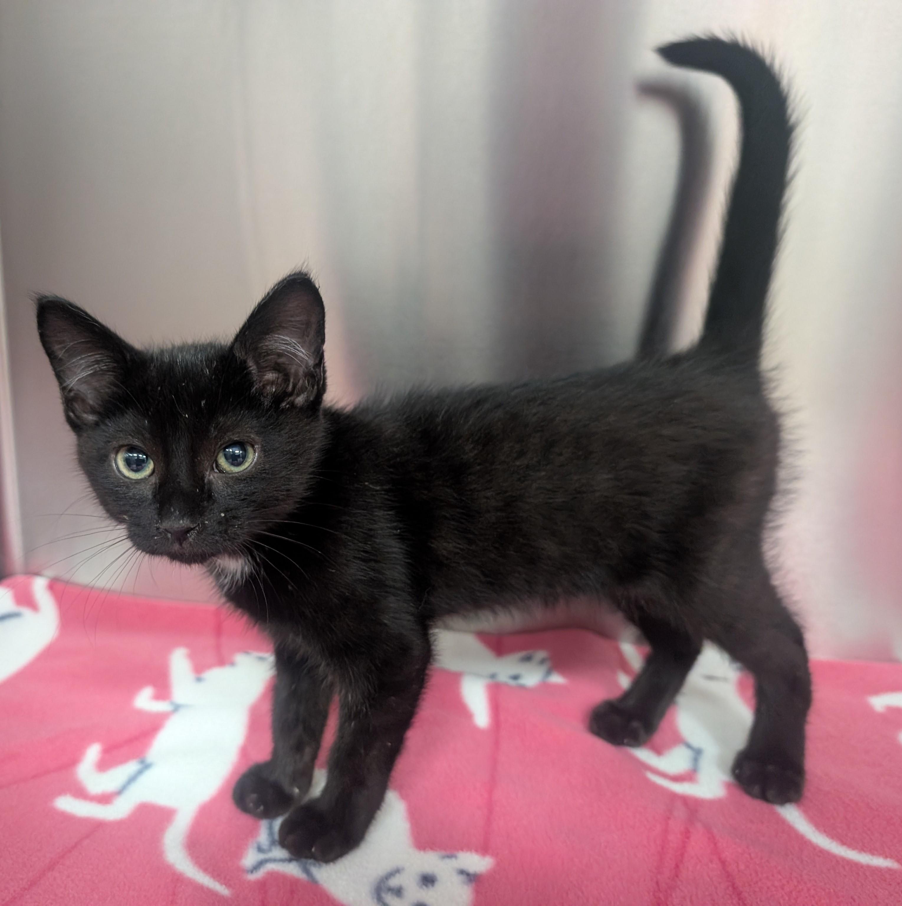 Oakley, adoptable, Young Male Domestic Short Hair.
