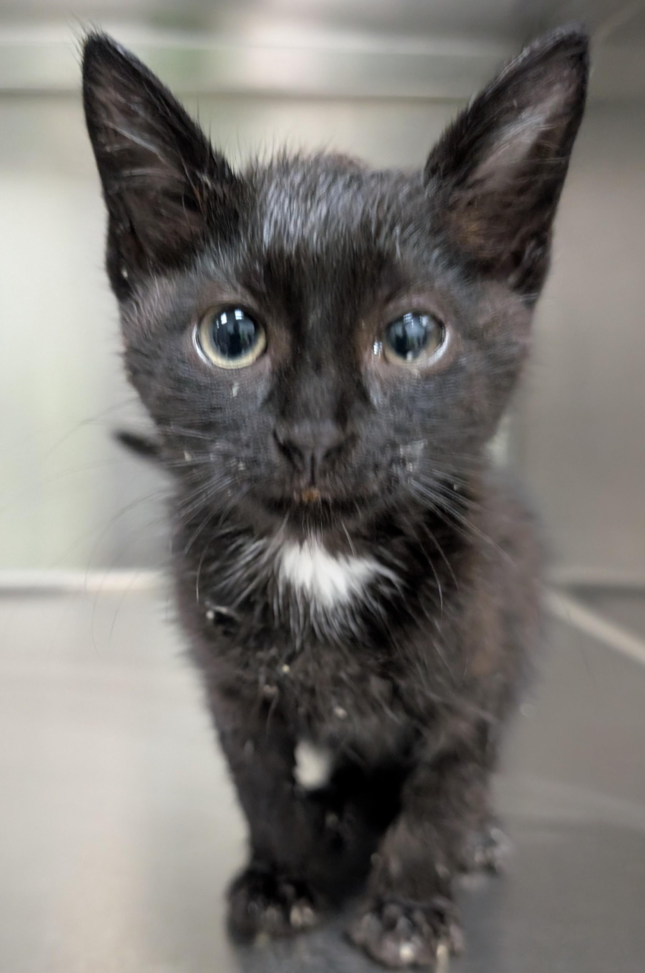 Oakley, an adoptable Domestic Short Hair in New Ulm, MN image 2/2
