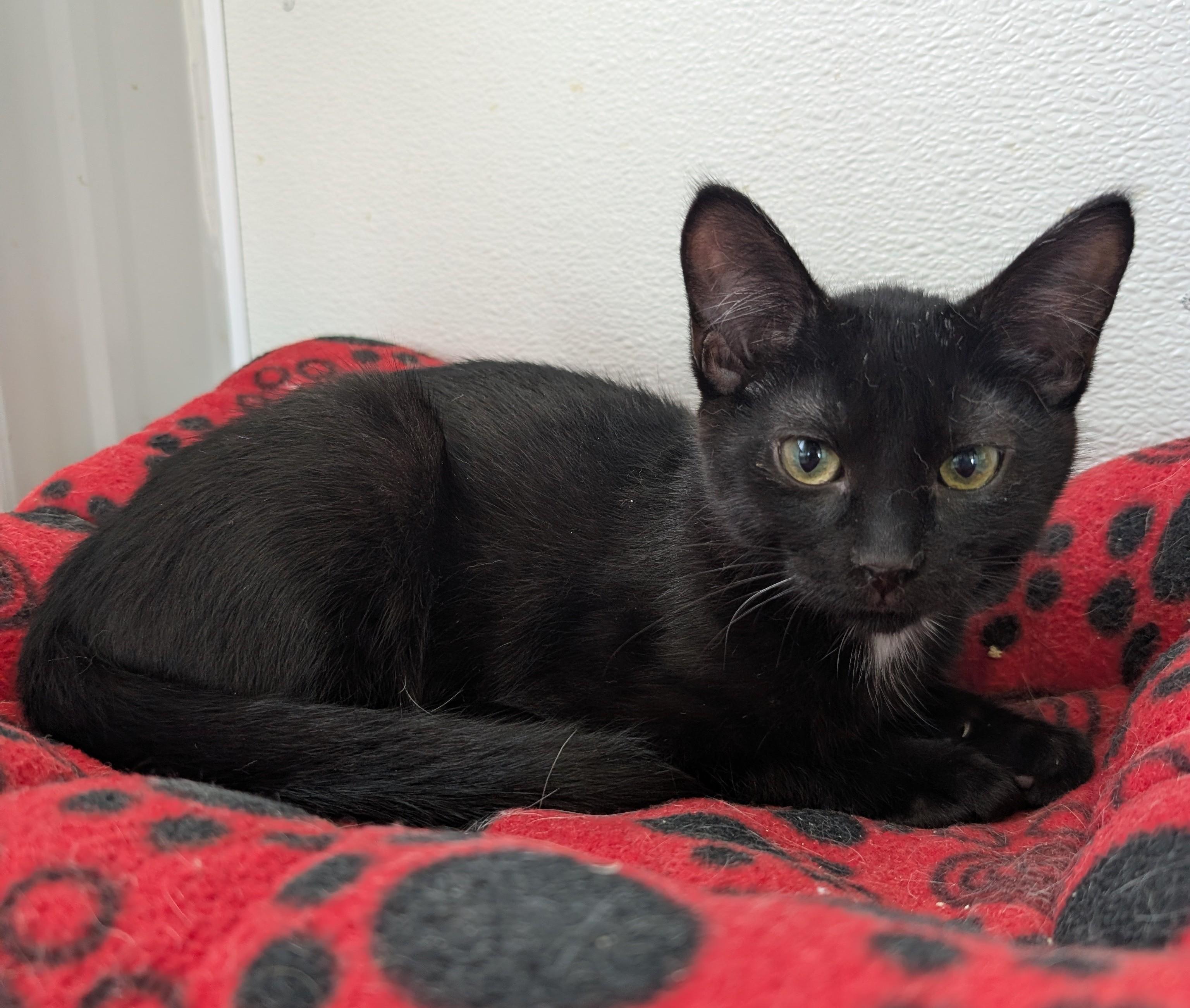 Enlarge Oakley, an adopted Domestic Short Hair in New Ulm, MN image 1/1