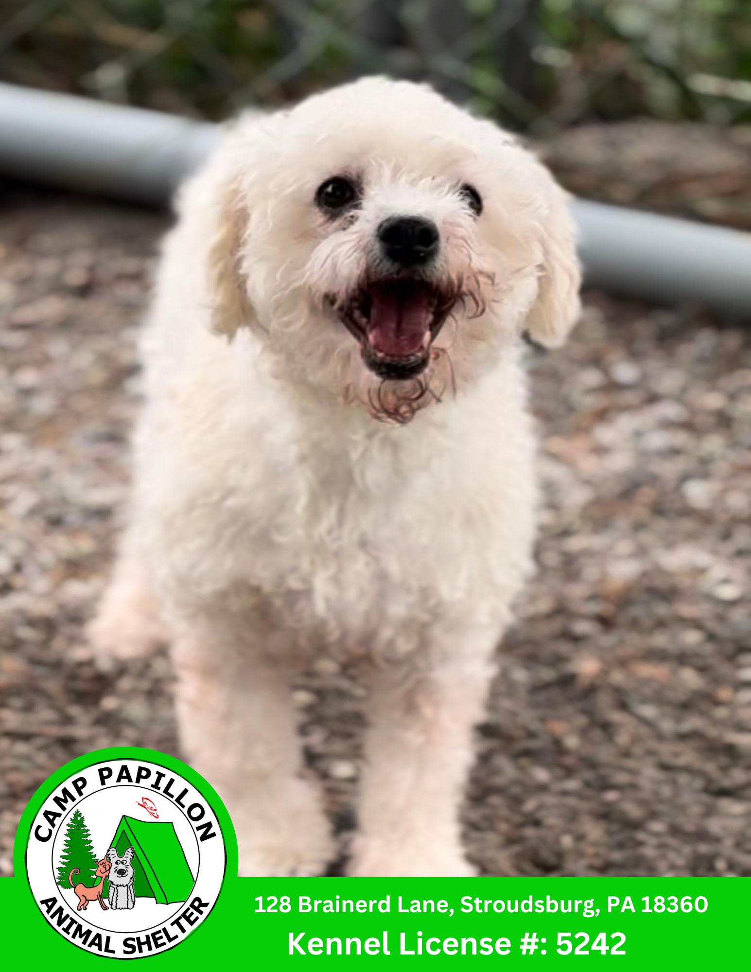 Cantina, Adopted, Young Female Bichon Frise.